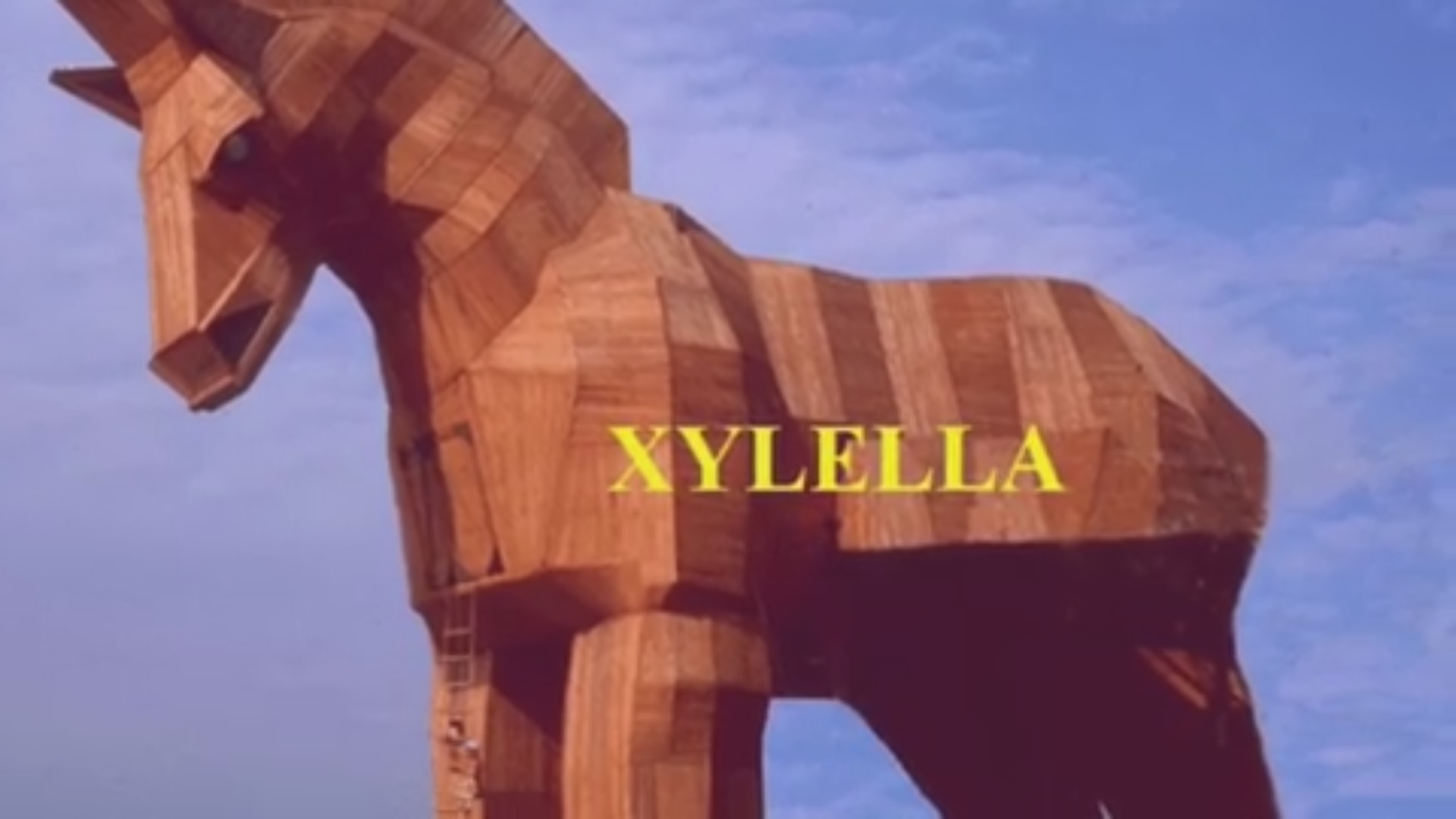 xylella